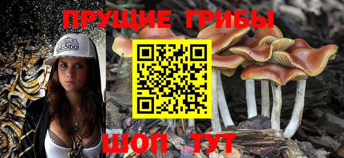 Псилоцибиновые грибы Psilocybe  Вход с VPN  Шатура 